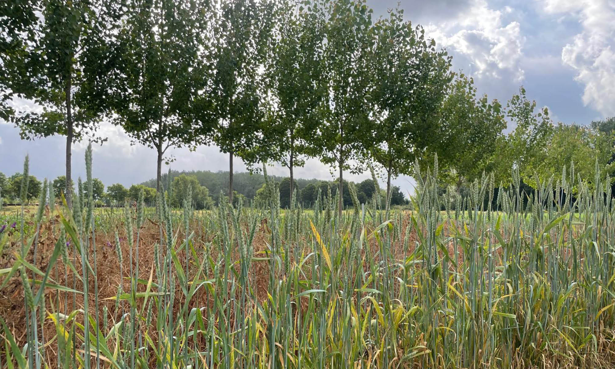 Agroecology day in Italy-Oper8