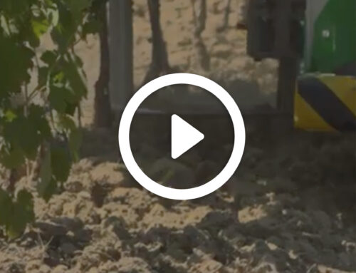 Robots in action: mechanical weeding under the rows