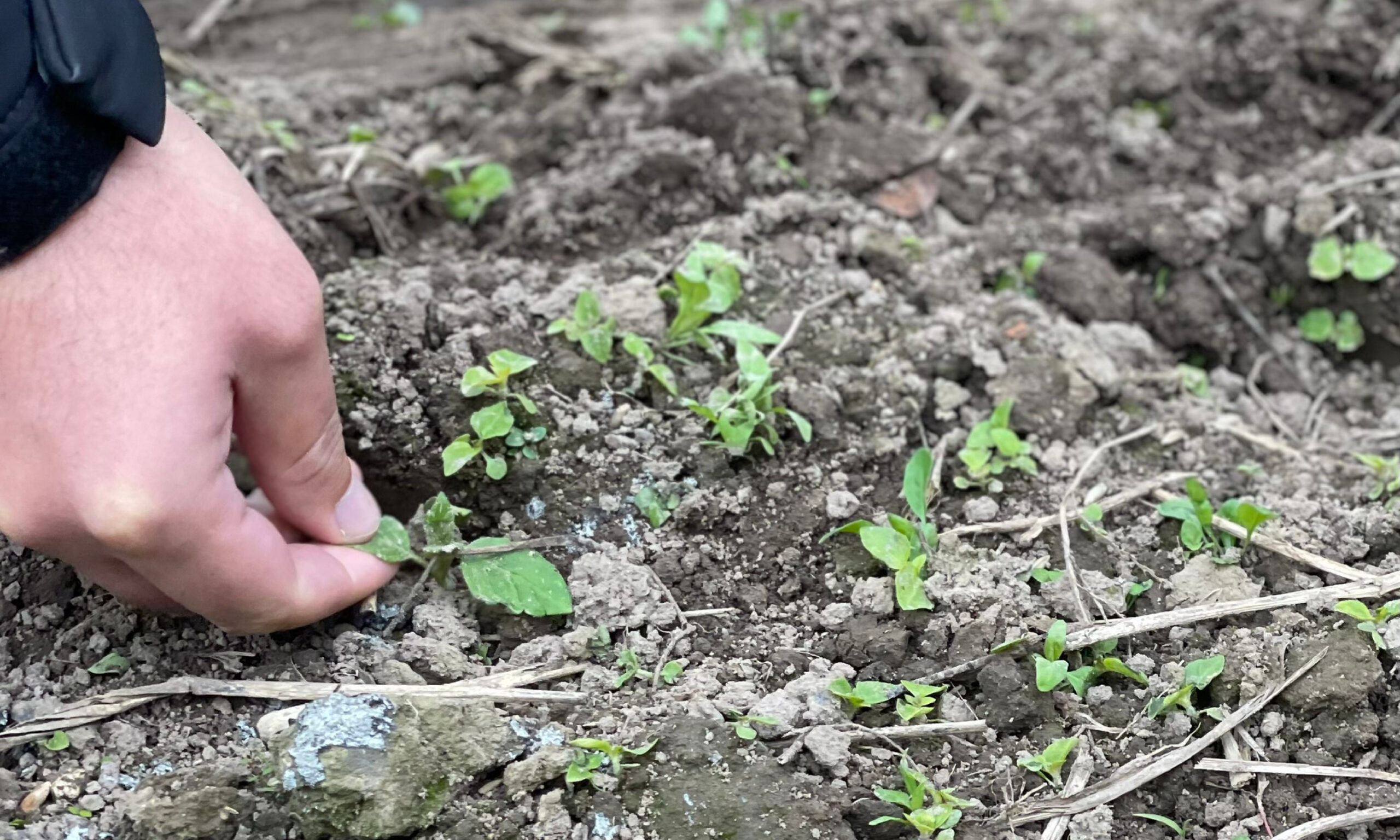 Visiting demo farm Latvia | Agroväst