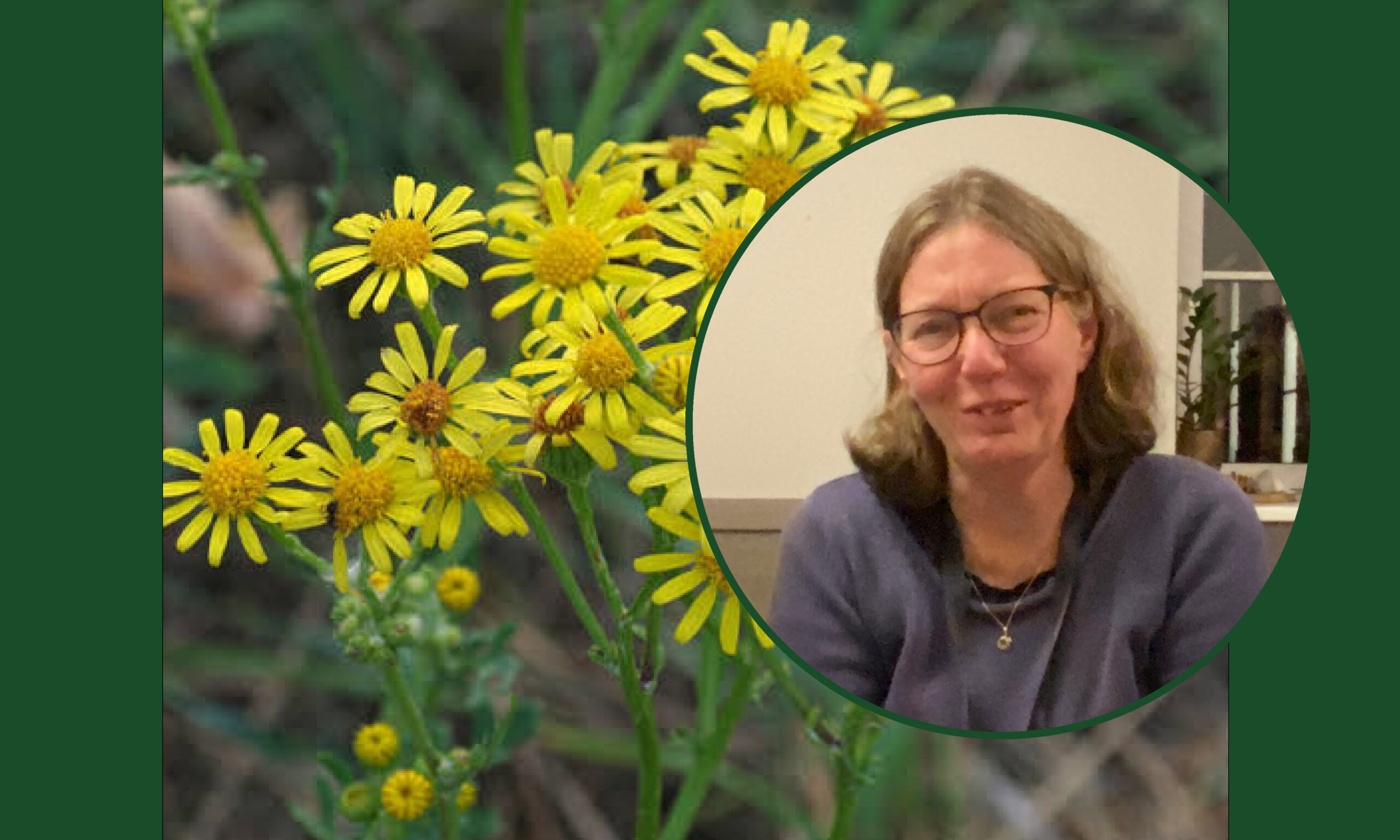 Commin ragwort and Agneta Sundgren Jordbruksverket | Oper8